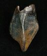 Inch Partially Worn Triceratops Tooth #5707-1